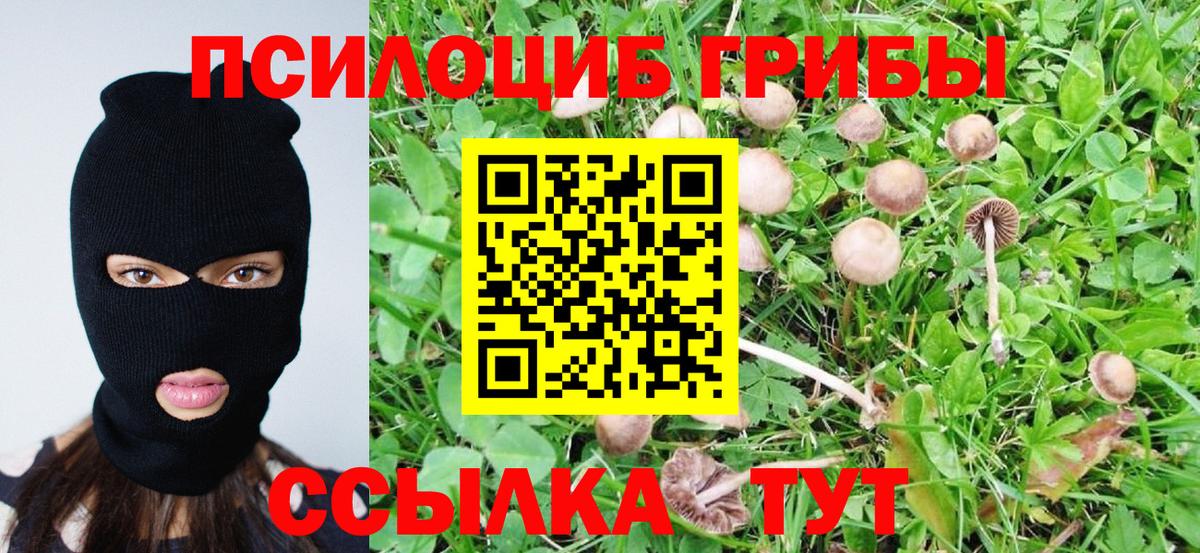 Галлюциногенные грибы Psilocybe Киселёвск